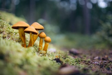 Norveç ormanında bir grup sarı mantar