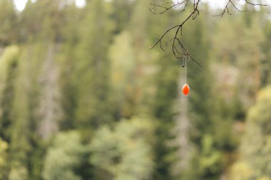 A red fishing float hanging from a tree branch - result of a mistimed throw with the fishing rod. Norwegian forest water in Oslo. clipart