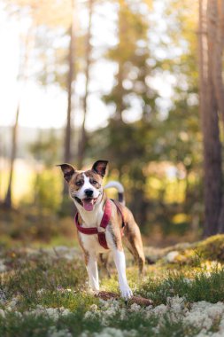Meraklı ve mutlu görünümlü kahverengi ve beyaz melez bir köpek ormanda heyecanlı görünüyor. Norveç 'te yaz.