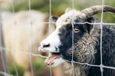Norveç Kısa Kuyruklu Landrace koyunu Norveç çiftliğinde çitlerin arkasında bağırıyor. Norveç Yazı