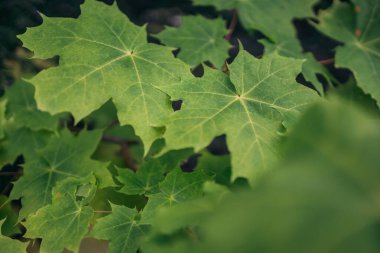 Norveç ormanlarında sonbahar boyunca yeşil yaprakların kapatılması