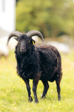 Eğri Boynuzlu Norveç Yabani Koyunu Dağ Çayırında Uyanık Duruyor