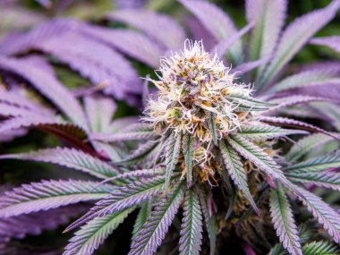 Banana Punch. Beautiful and colorful cannabis strain. Selective focus