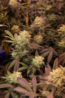 Lemon Thai Punch. Beautiful and colorful cannabis strain. Selective Focus.