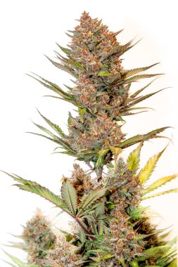 Cherry Banana Auto. Beautiful and colorful auto flowering cannabis strain.