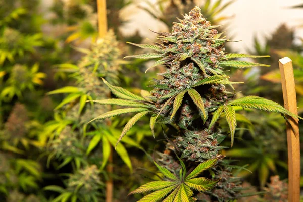 stock image Cherry Banana Auto. Beautiful and colorful cannabis strain