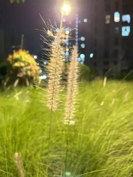 Güzel botanik fotoğrafı, doğal duvar kağıdı.