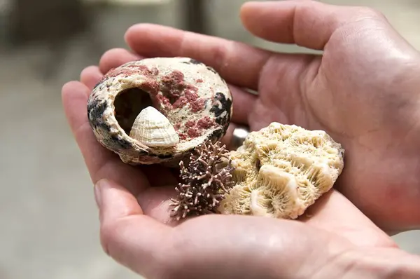 A person\'s hand displays a collection of marine objects, including a variety of shells and a piece of coral, exemplifying the biodiversity of the ocean.