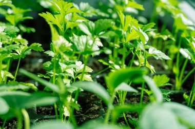 Bereketli bahçe toprağında büyüyen taze maydanoz bitkilerinin yakın çekimi, verimli yeşil yapraklarını ve parlak güneş ışığı altında doğal büyüme ortamını yakalıyor..