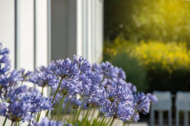 Parlak mavi Agapanthus çiçekleri, güneşli, beyaz modern bir ev ve bereketli, sarı yapraklar, sakin bir bahçe ortamında serinletici, güneşli bir ortam yakalıyor..