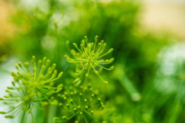 Karmaşık yeşil yapraklarını ve tomurcuklanan çiçeklerini sergileyen taze bir dereotunun yakın çekimi. Mutfak fotoğrafçılığı, bitkisel sağlık makaleleri ya da doğal otların güzelliğini temsil eden bahçe işleri için ideal..