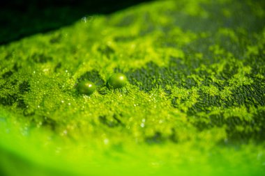 Bereketli yeşil algler bir göletin yüzeyini kaplıyor, çiğ benzeri damlacıklar etrafa saçılmış, canlı bir doku yaratıyor ve suda yaşayan canlılara daha yakından bakmamızı sağlıyor..