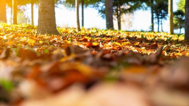 Güzel sonbahar sahnesinde orman zeminini kaplayan renkli yapraklar var. Yumuşak sabah ışığıyla aydınlatılan sakin bir ormanlık alan doğanın mevsimsel dönüşümünü ön plana çıkarıyor..