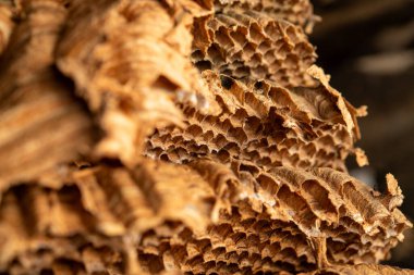 Eşek arısı kovanının yakından bakınca karmaşık desenler ve dokular ortaya çıkar ve eşek arılarının mimari becerilerini gözler önüne serer. Böcek davranışları ve yuva inşaatı için ideal.