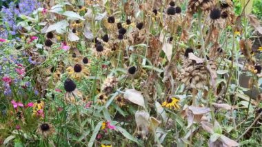 New York NY ABD-2 Ekim 2024 Bitkiler, özellikle siyah gözlü susanlar, Büyüme mevsiminin sonunda, New York 'ta