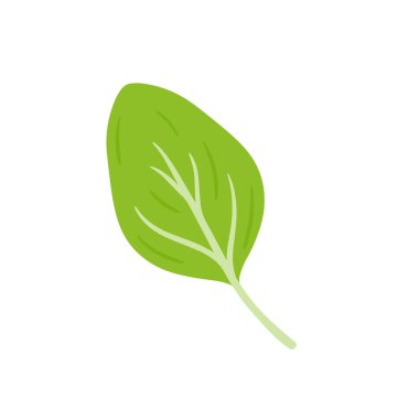 Taze ıspanak yaprakları gerçekçi popüler sebze imajı. Sağlıklı besin maddeleri pişiriyor ve şeffaf arka planda bulunan ham bitkiler.