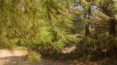 Antalya 'daki Türk Ormanı' ndan yürü. Ağaçlar ve gizemli türler. Yüksek kalite 4k görüntü