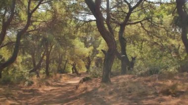 Antalya 'daki Türk Ormanı' ndan yürü. Ağaçlar ve gizemli türler. Yüksek kalite 4k görüntü