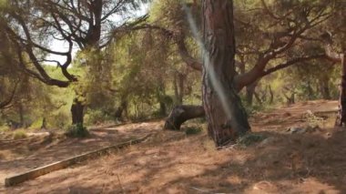Antalya 'daki Türk Ormanı' ndan yürü. Ağaçlar ve gizemli türler. Yüksek kalite 4k görüntü