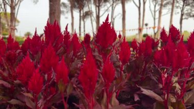 Ateş kırmızısı Celosia 'daki yeşil çimlerin manzarası. Yüksek kalite 4k görüntü