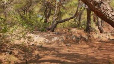 Antalya 'daki Türk Ormanı' ndan yürü. Ağaçlar ve gizemli türler. Yüksek kalite 4k görüntü
