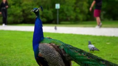 Güzel Peacock parkta kanatlarını açıyor. Yüksek kalite 4k görüntü