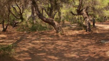 Antalya 'daki Türk Ormanı' ndan yürü. Ağaçlar ve gizemli türler. Yüksek kalite 4k görüntü