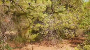 Antalya 'daki Türk Ormanı' ndan yürü. Ağaçlar ve gizemli türler. Yüksek kalite 4k görüntü