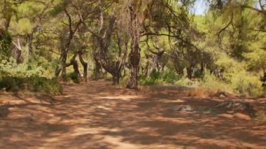 Antalya 'daki Türk Ormanı' ndan yürü. Ağaçlar ve gizemli türler. Yüksek kalite 4k görüntü