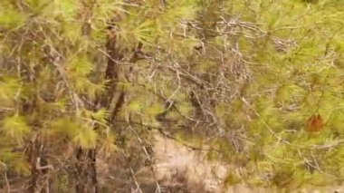 Antalya 'daki Türk Ormanı' ndan yürü. Ağaçlar ve gizemli türler. Yüksek kalite 4k görüntü