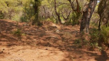 Antalya 'daki Türk Ormanı' ndan yürü. Ağaçlar ve gizemli türler. Yüksek kalite 4k görüntü