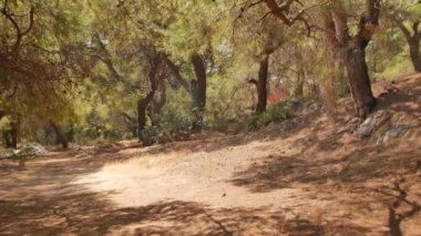 Antalya 'daki Türk Ormanı' ndan yürü. Ağaçlar ve gizemli türler. Yüksek kalite 4k görüntü