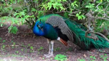 Güzel Peacock parkta kanatlarını açıyor. Yüksek kalite 4k görüntü