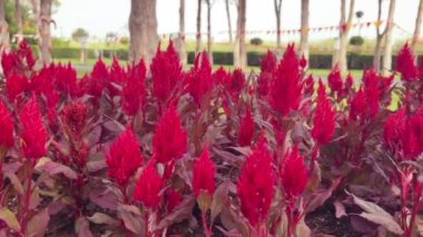 Ateş kırmızısı Celosia 'daki yeşil çimlerin manzarası. Yüksek kalite 4k görüntü