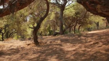 Antalya 'daki Türk Ormanı' ndan yürü. Ağaçlar ve gizemli türler. Yüksek kalite 4k görüntü