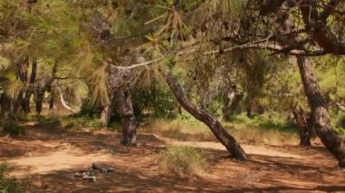 Antalya 'daki Türk Ormanı' ndan yürü. Ağaçlar ve gizemli türler. Yüksek kalite 4k görüntü