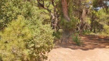 Antalya 'daki Türk Ormanı' ndan yürü. Ağaçlar ve gizemli türler. Yüksek kalite 4k görüntü