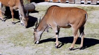 Taurotragus Oryx hayvanat bahçesinde saman yiyor. Yakın çekim kalitesi 50 fp. Yüksek kalite 4k görüntü