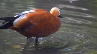Hayvanat bahçesinde poz veren Ruddy Shelduck 'ler, iyi detay. Yüksek kalite 4k görüntü
