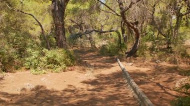 Antalya 'daki Türk Ormanı' ndan yürü. Ağaçlar ve gizemli türler. Yüksek kalite 4k görüntü