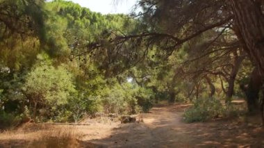 Antalya 'daki Türk Ormanı' ndan yürü. Ağaçlar ve gizemli türler. Yüksek kalite 4k görüntü