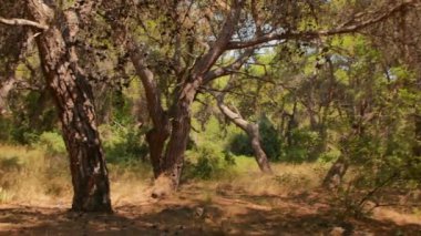 Antalya 'daki Türk Ormanı' ndan yürü. Ağaçlar ve gizemli türler. Yüksek kalite 4k görüntü