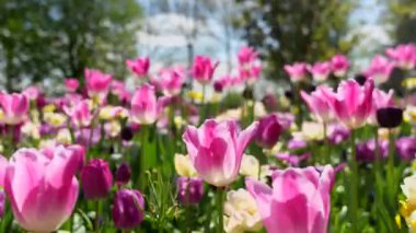 Keukenhof Park Hollanda 'daki lale tarlasının yakın görüntüsü. Yüksek kalite 4k görüntü