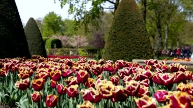 Keukenhof Park Nederlands 'taki lale ormanı. Yüksek kalite 4k görüntü