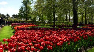 Keukenhof Park Nederlands 'taki lale ormanı. Yüksek kalite 4k görüntü