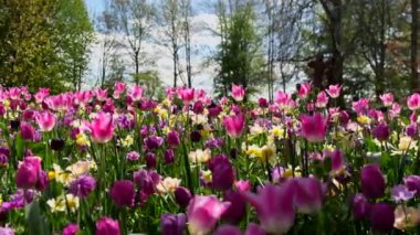 Keukenhof Park Hollanda 'daki lale tarlasının yakın görüntüsü. Yüksek kalite 4k görüntü