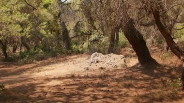 Antalya 'daki Türk Ormanı' ndan yürü. Ağaçlar ve gizemli türler. Yüksek kalite 4k görüntü