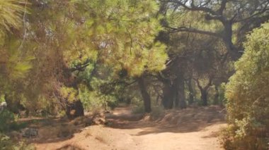 Antalya 'daki Türk Ormanı' ndan yürü. Ağaçlar ve gizemli türler. Yüksek kalite 4k görüntü