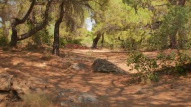 Antalya 'daki Türk Ormanı' ndan yürü. Ağaçlar ve gizemli türler. Yüksek kalite 4k görüntü