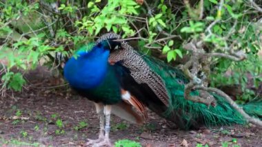 Güzel Peacock parkta kanatlarını açıyor. Yüksek kalite 4k görüntü
